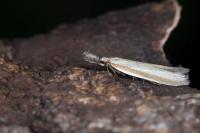 Pleurota pungitiella