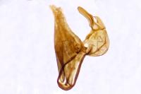 Pleurota pungitiella