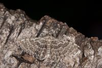 Alucita grammodactyla