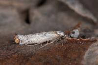 Pseudoswammerdamia combinella