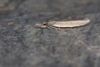 Pleurota ericella