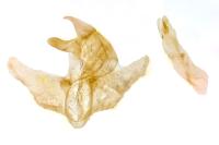 Pleurota ericella