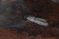 Blastobasis phycidella