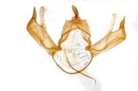 Blastobasis phycidella