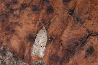 Pseudotelphusa paripunctella