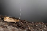 Nematopogon swammerdamella