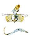 Coleophora trifolii