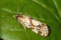 Aethes hartmanniana