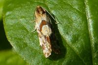Aethes hartmanniana