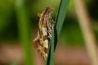 Aethes hartmanniana