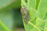 Dichrorampha