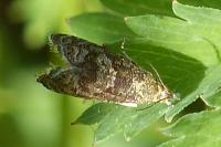 Dichrorampha