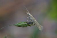 Plutella xylostella