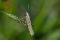 Plutella xylostella