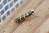 Argyresthia trifasciata