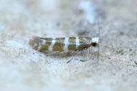 Argyresthia trifasciata