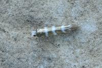 Argyresthia trifasciata