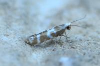 Argyresthia trifasciata