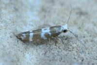Argyresthia trifasciata
