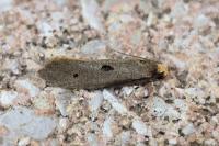 Tinea trinotella