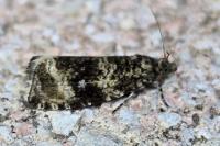 Celypha lacunana