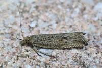 Bactra