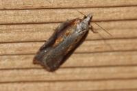 Acleris cristana