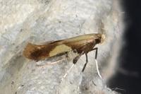 Caloptilia robustella