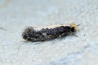 Monopis crocicapitella