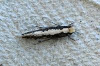 Monopis crocicapitella