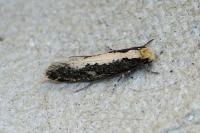 Monopis crocicapitella