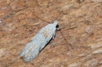 Carpatolechia alburnella