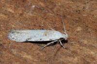 Carpatolechia alburnella