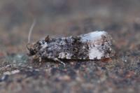 Endothenia gr. gentianaeana
