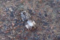 Endothenia gr. gentianaeana