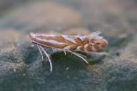 Phyllonorycter