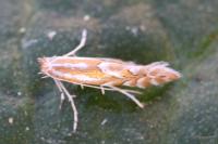 Phyllonorycter