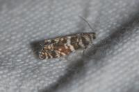 Epinotia tedella