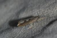 Ancylis geminana
