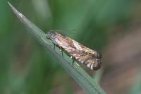 Grapholita jungiella
