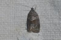 Syndemis musculana