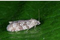 Cnephasia