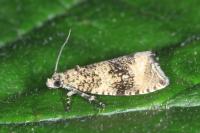 Celypha lacunana