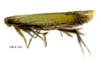 Coptotriche marginea