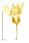 Coptotriche marginea