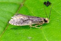 Monopis laevigella