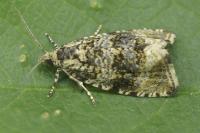 Celypha lacunana