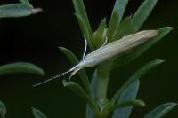 Coleophora
