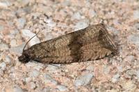 Celypha striana