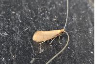 Nematopogon metaxella